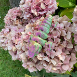 3D printed small chameleon reptile articulated body in pink green colourway Pilola